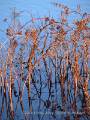 Autumn Reeds Reflection